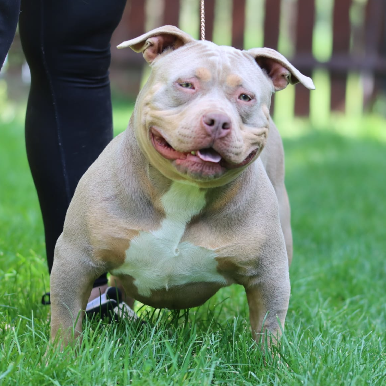 VS Bullyz Bullycia