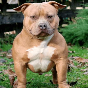 VS Bullyz Atom