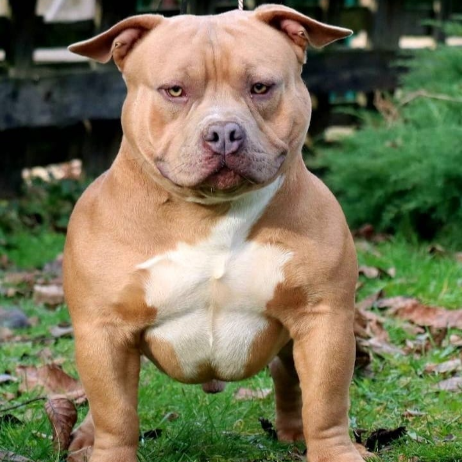 VS Bullyz Atom