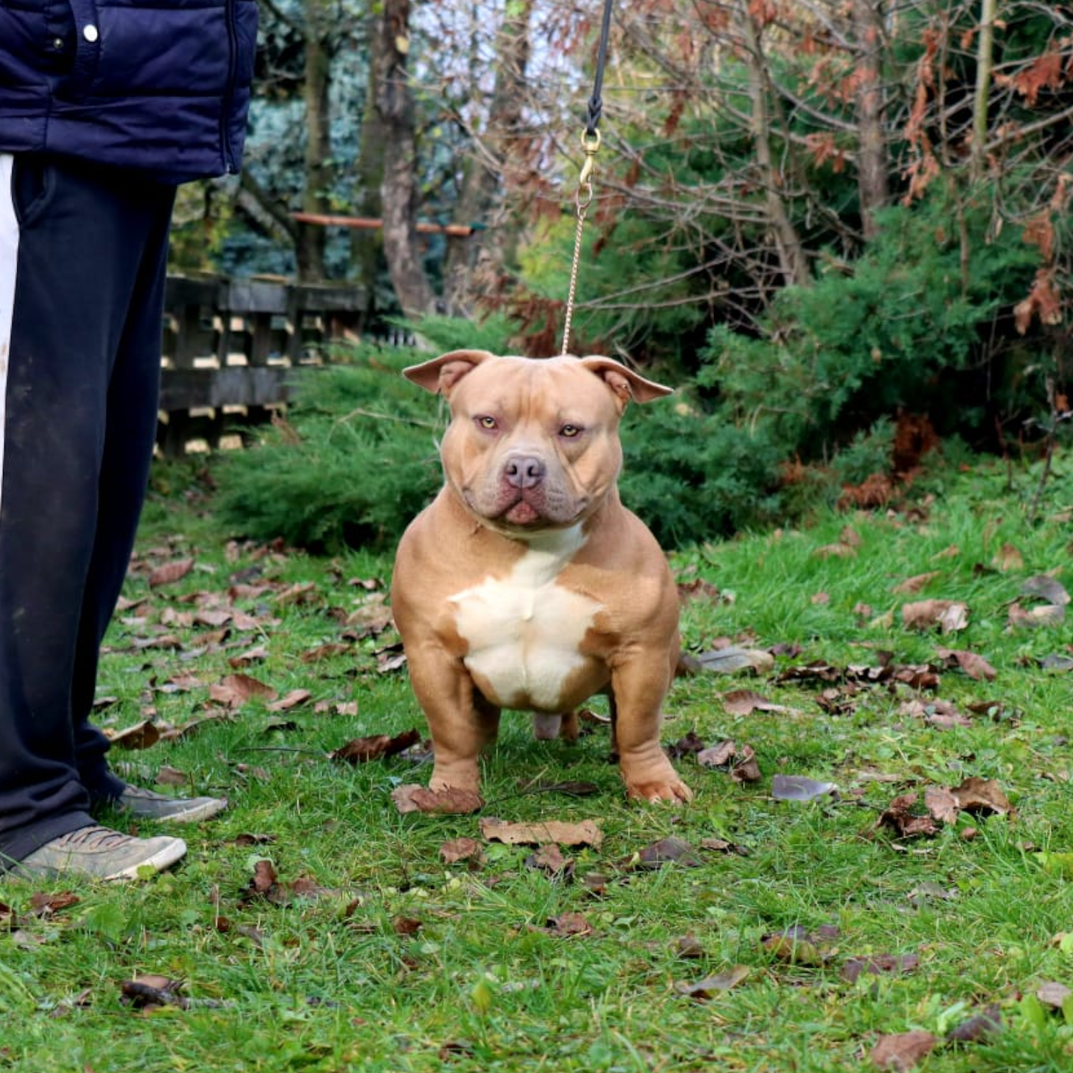VS Bullyz Atom - Image 2