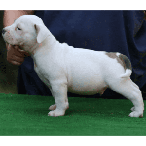 American Bully BuXAl Boy 1-Photoroom