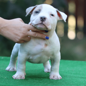 American Bully BuXAl Boy 2-Photoroom
