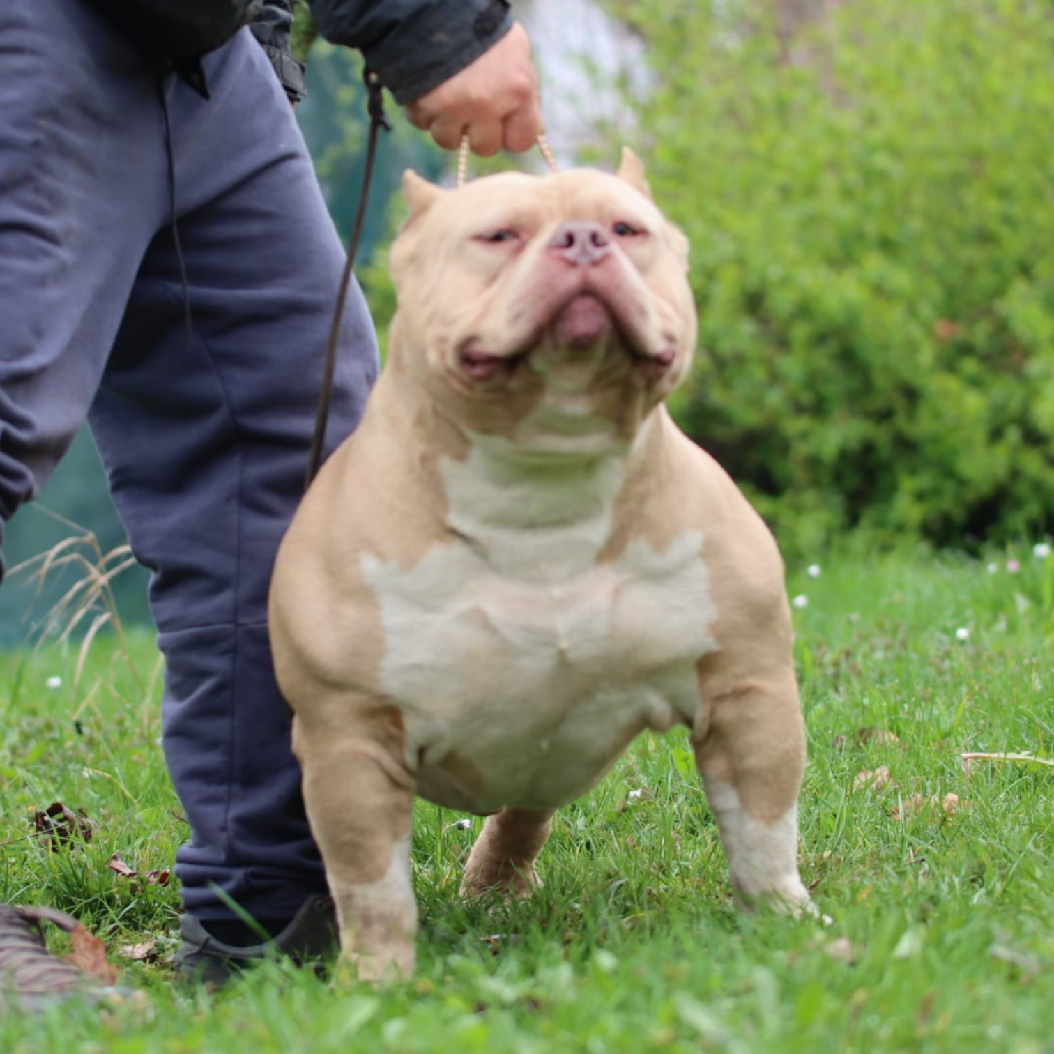VS Bullyz Tayfun - Image 4