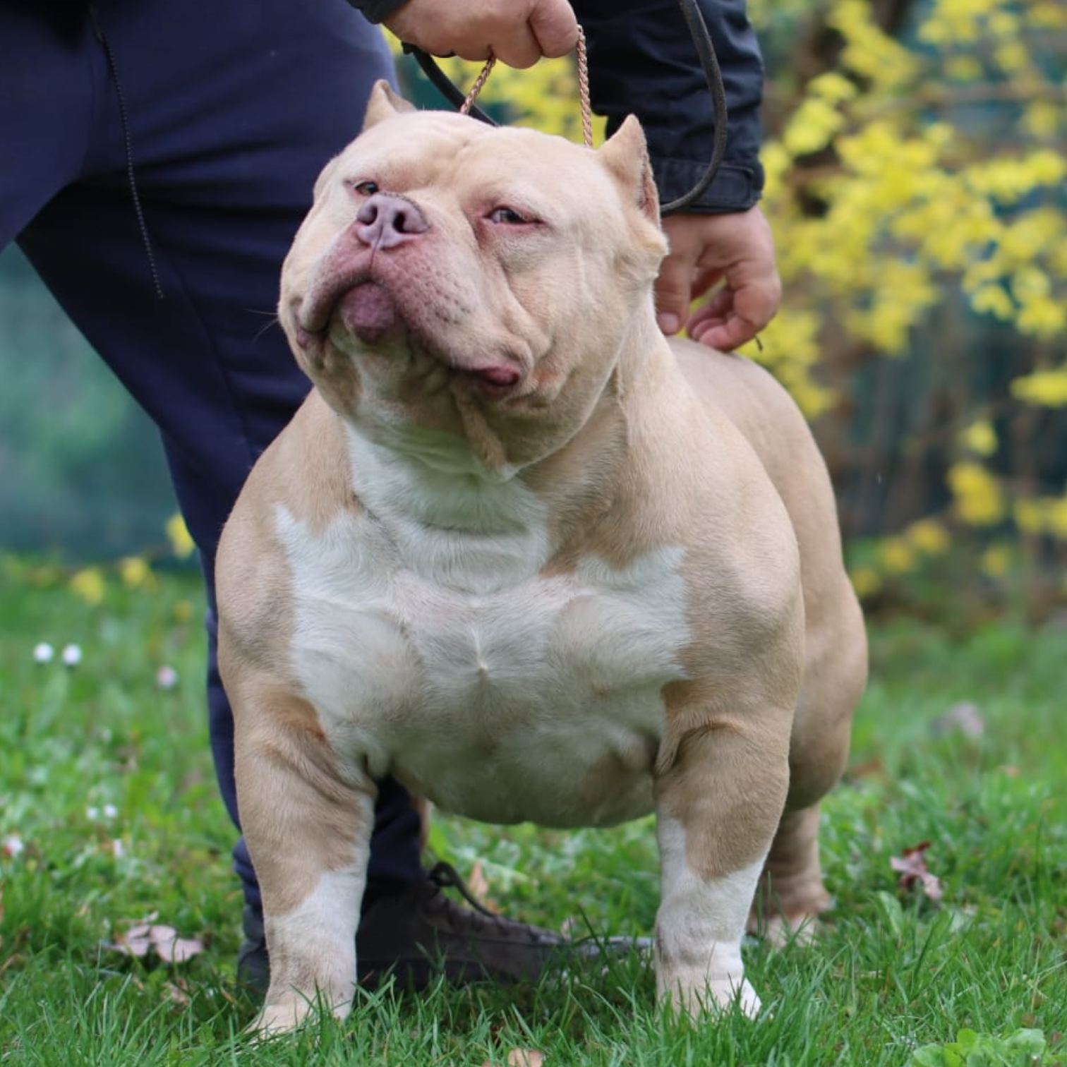 VS Bullyz Tayfun - Image 2