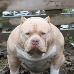 VS Bullyz Tayfun