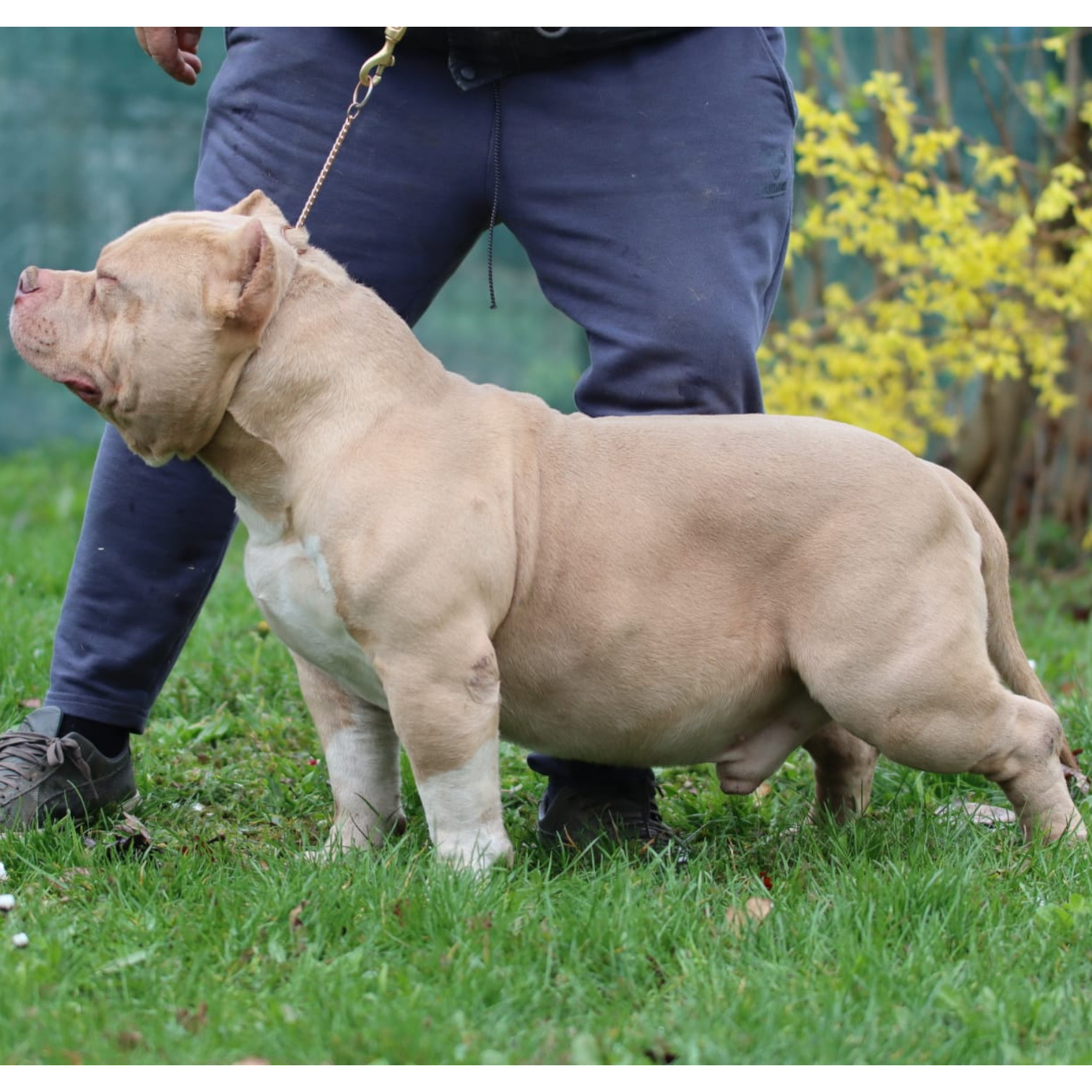 VS Bullyz Tayfun - Image 3