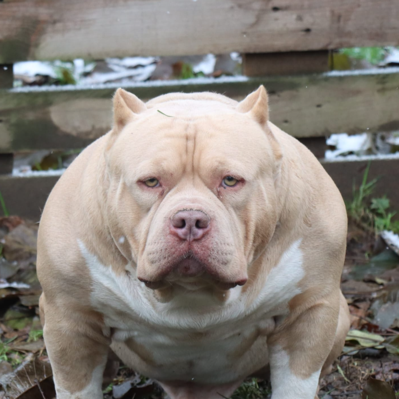 VS Bullyz Tayfun