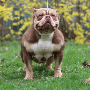 VS Bullyz Twix