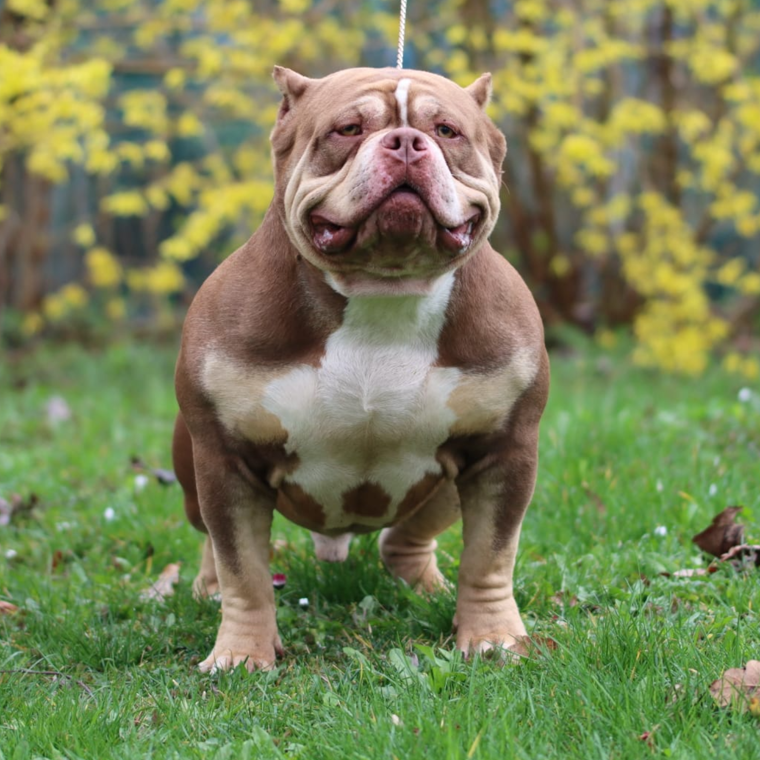VS Bullyz Twix