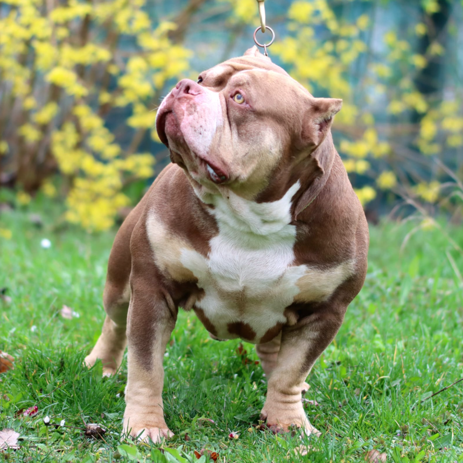 VS Bullyz Twix - Image 2