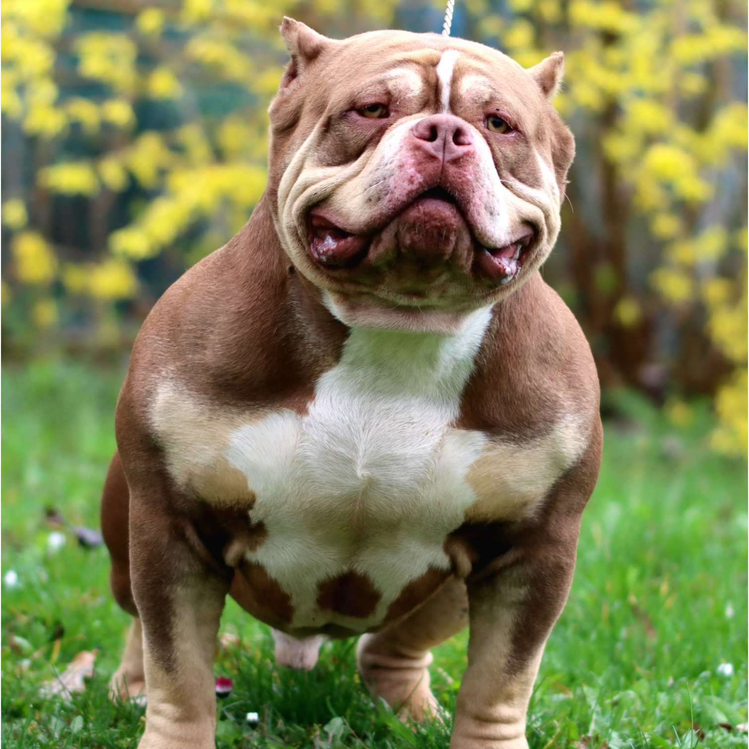 VS Bullyz Twix - Image 4