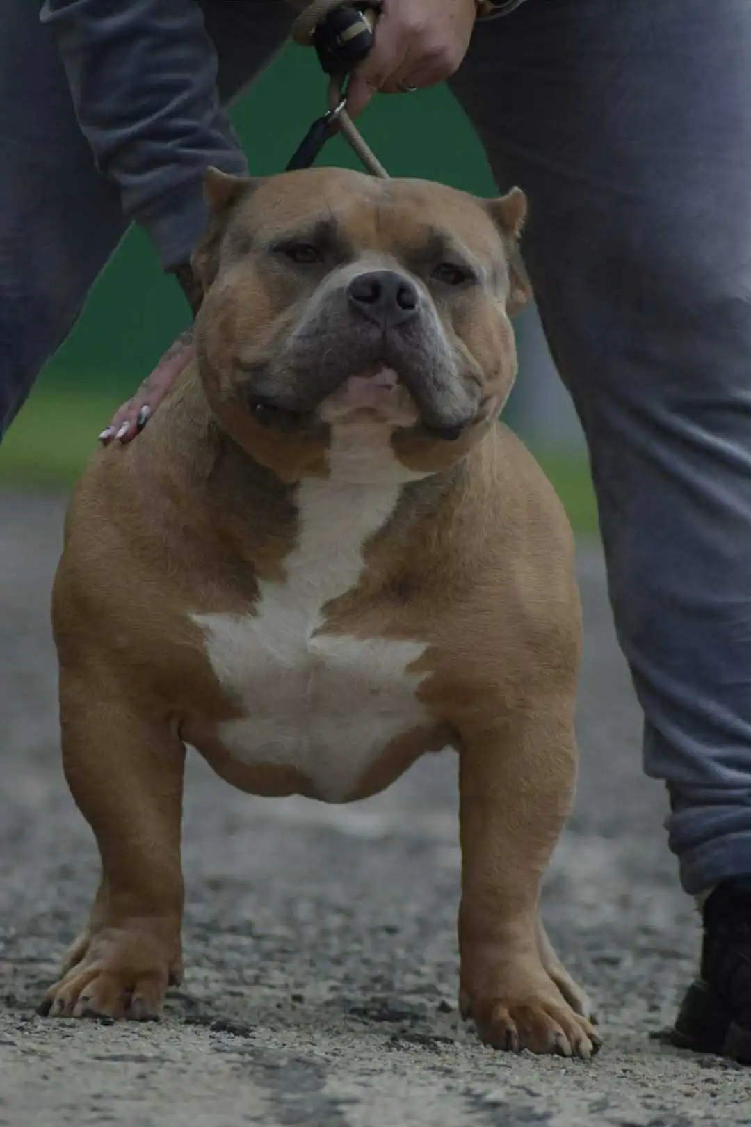 VS Bullyz Bullstrong - Image 2