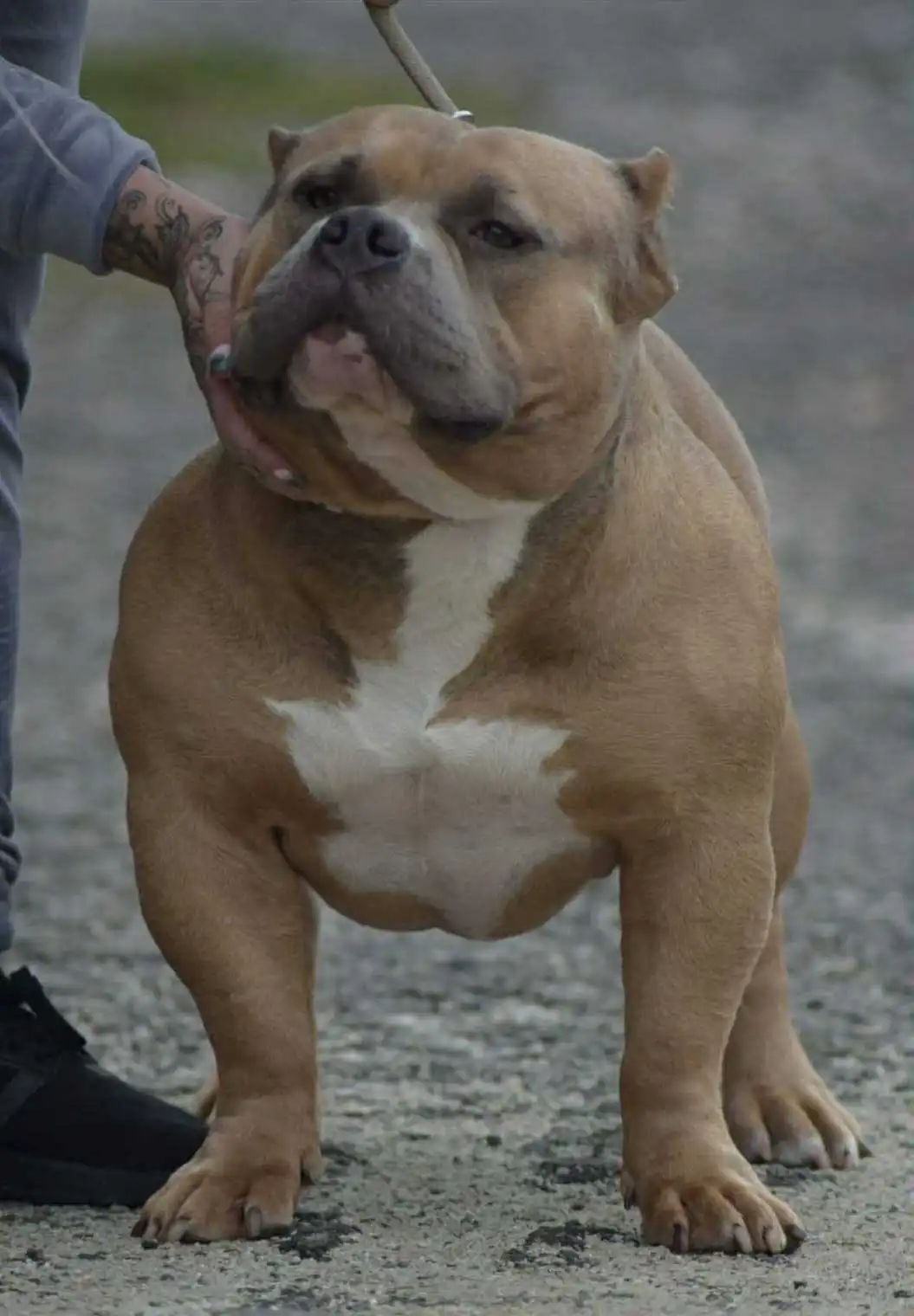 VS Bullyz Bullstrong - Image 3