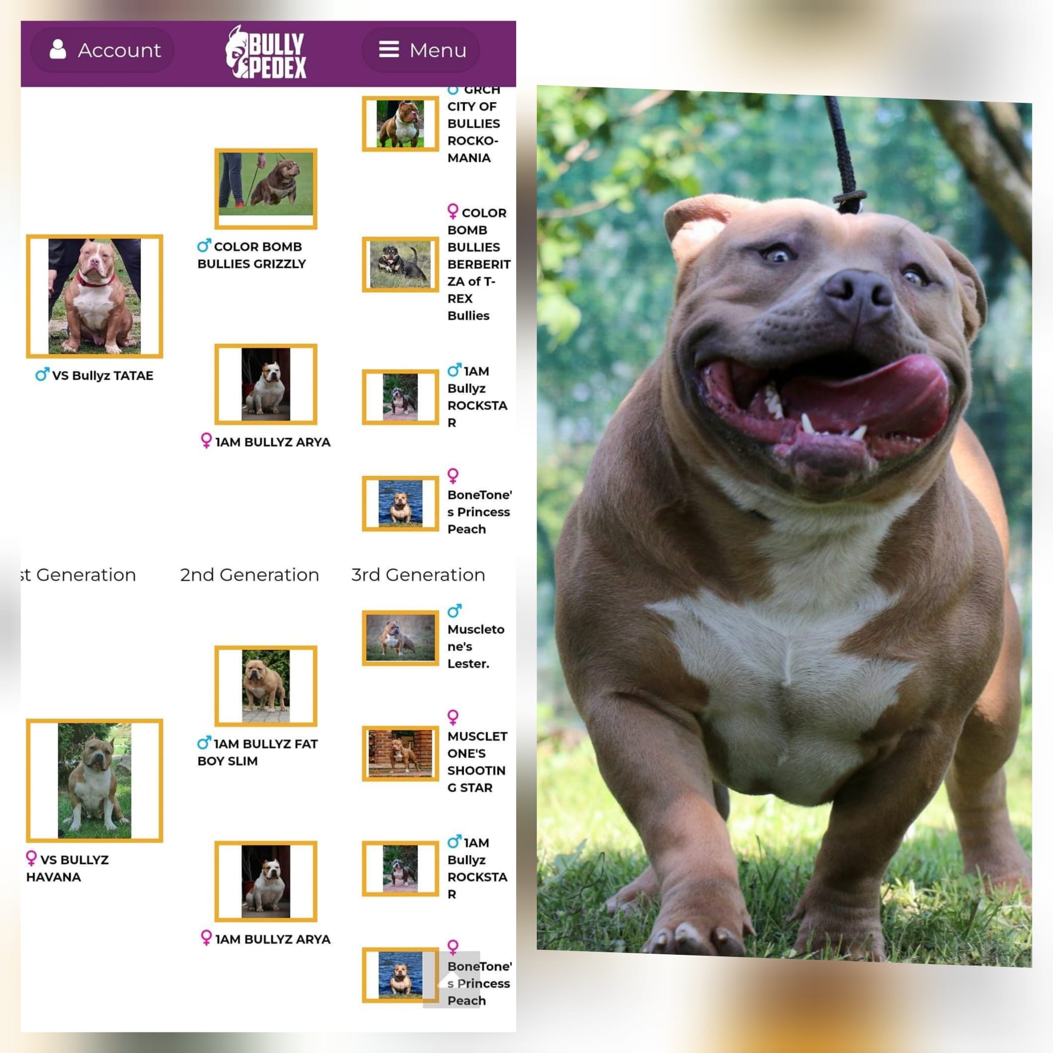 VS Bullyz Atom - Image 3