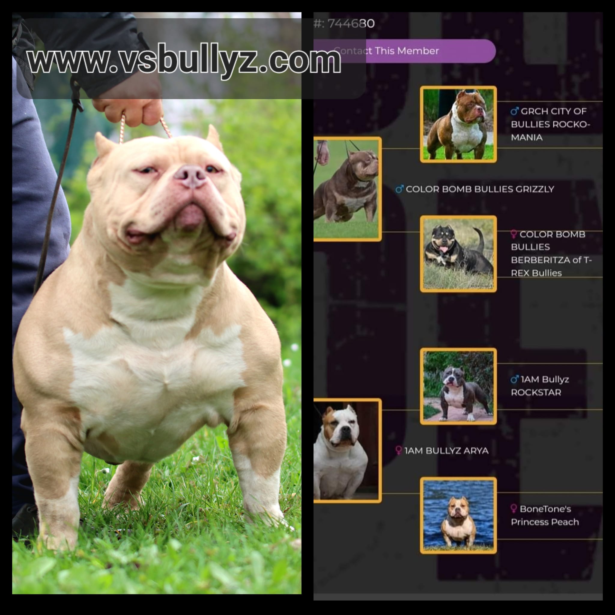 VS Bullyz Bullstrong - Image 5