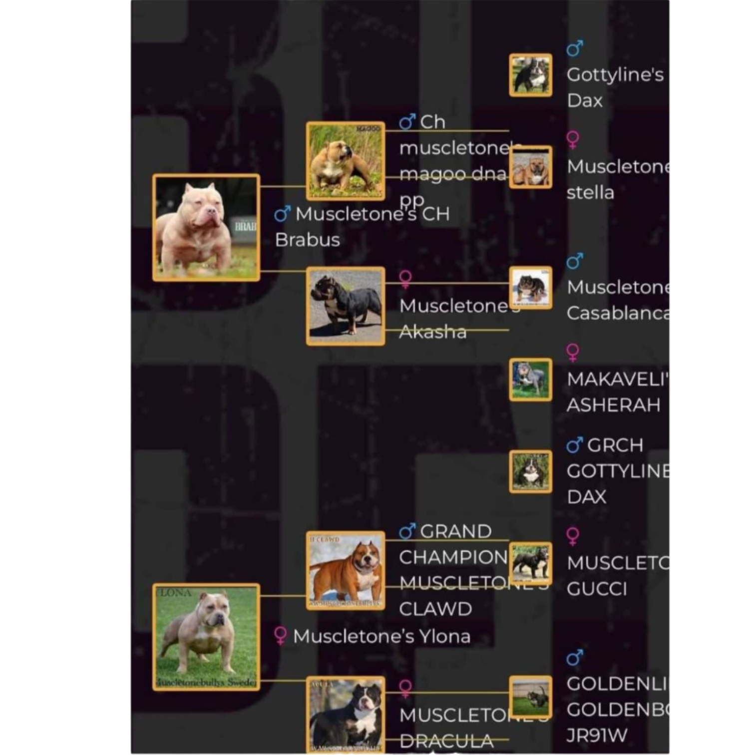 Muscletones Ben - Image 3