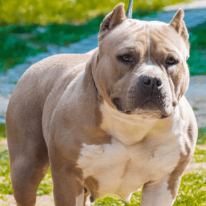 VS Bullyz Havana