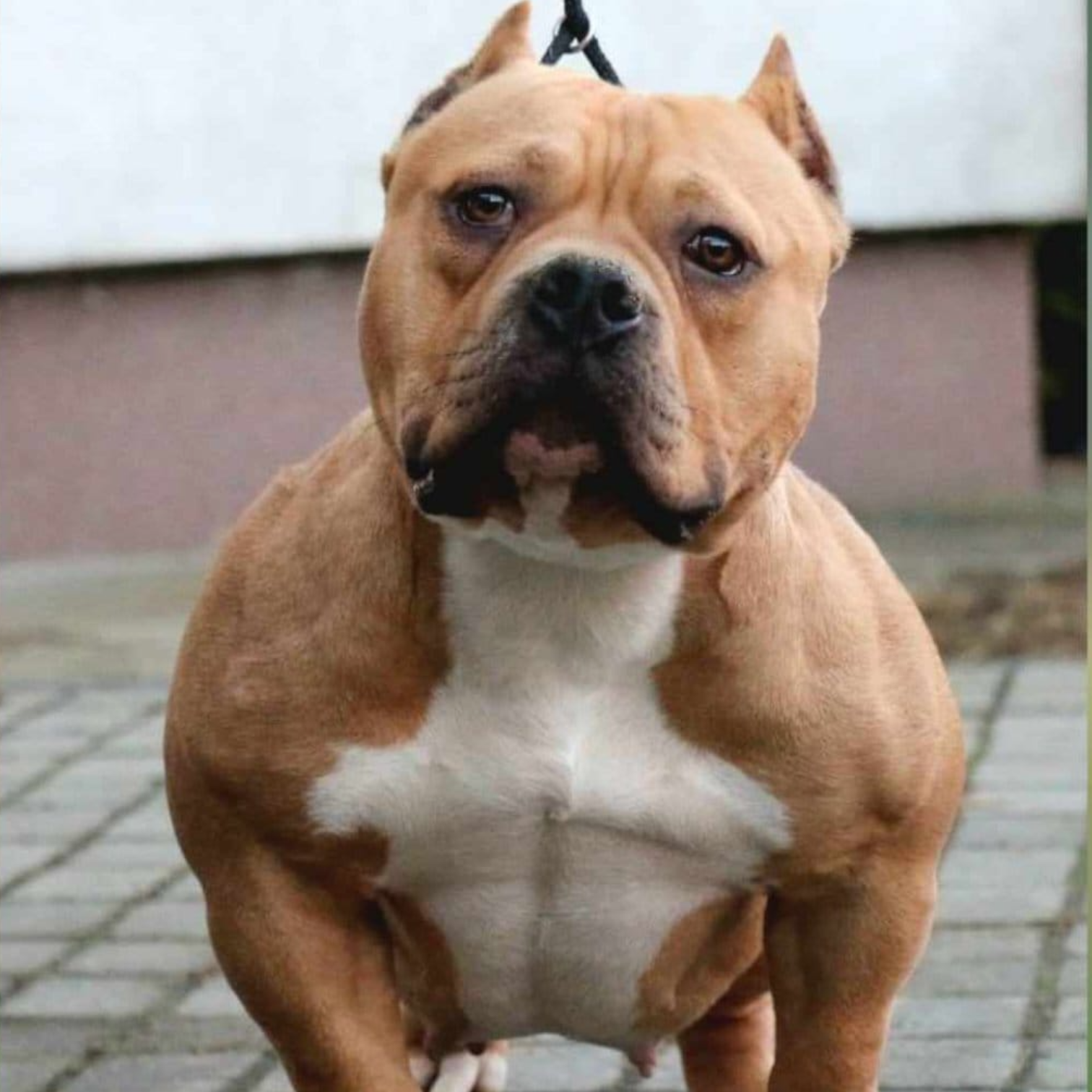 VS Bullyz Ursulina
