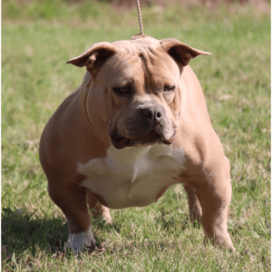 VS Bullyz Cristal