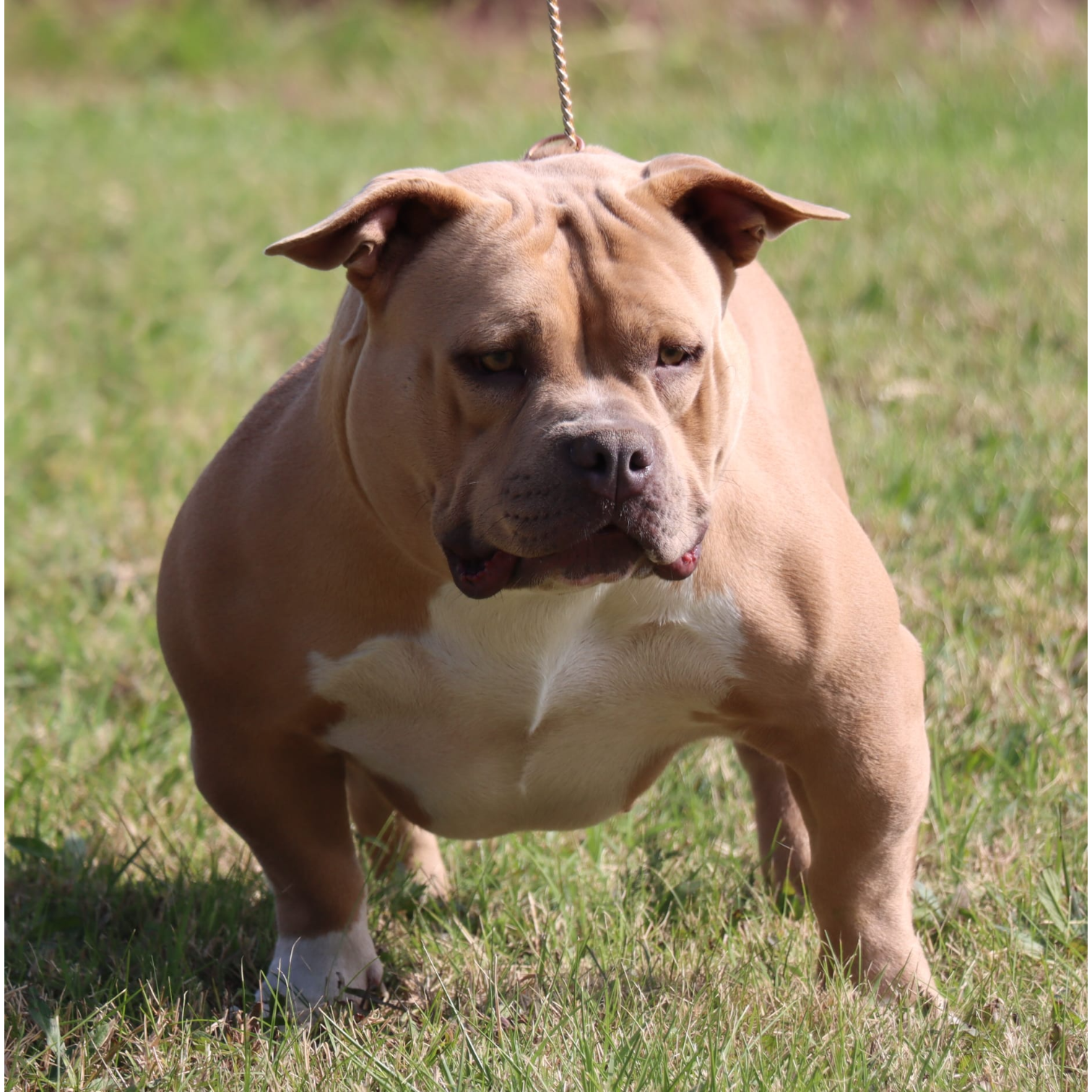 VS Bullyz Cristal
