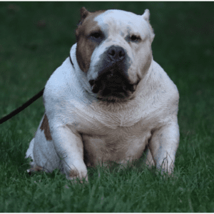 VS Bullyz Arya