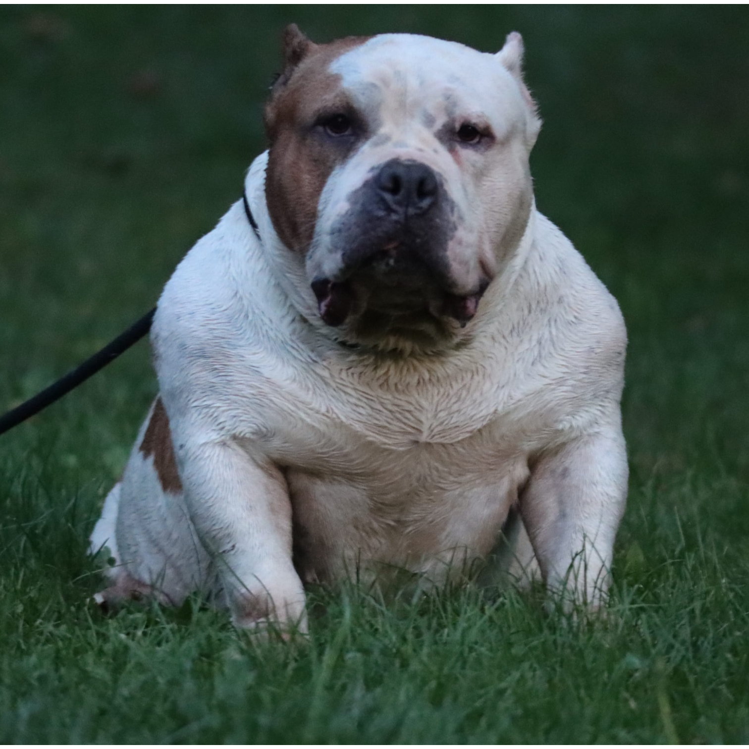 VS Bullyz Arya
