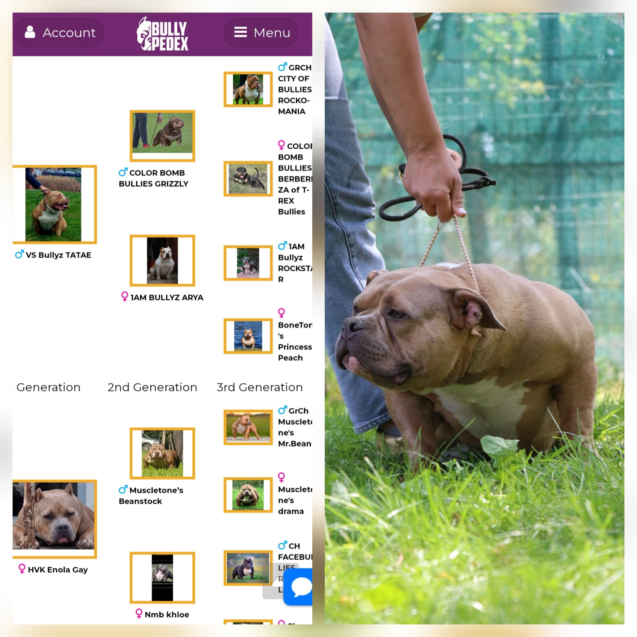 VS Bullyz Minnie - Image 4