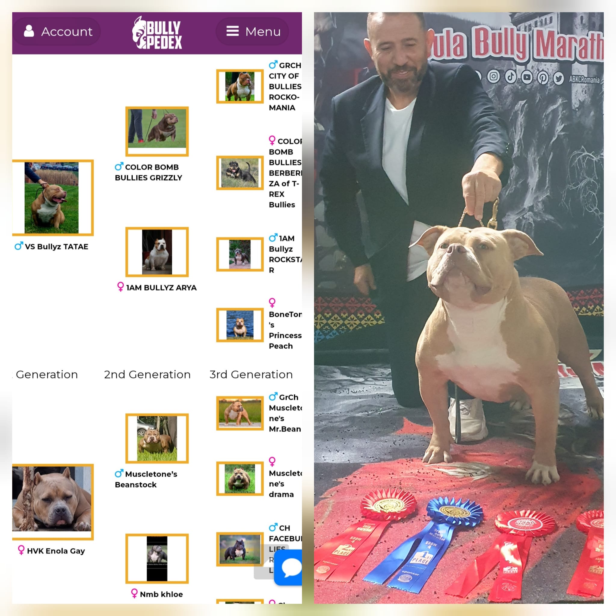 VS Bullyz Rosa - Image 3