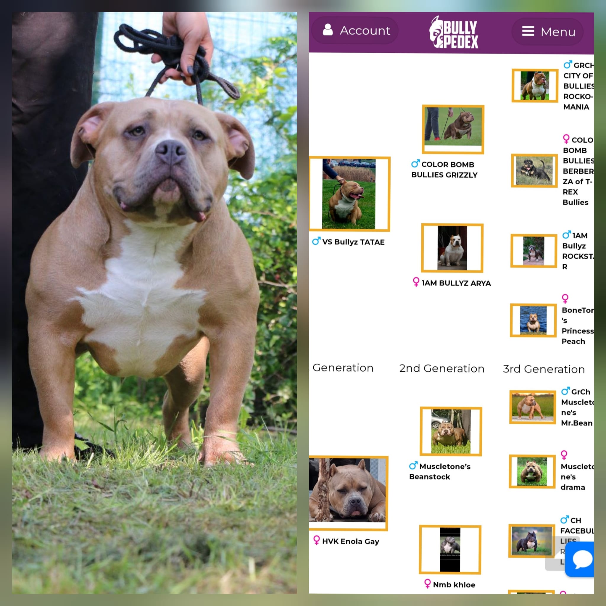 VS Bullyz Camy - Image 2
