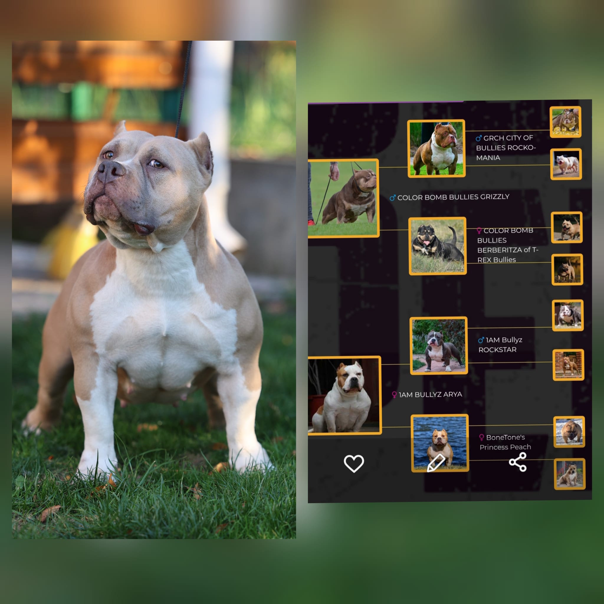 VS Bullyz Alegria - Image 2