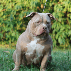 VS Bullyz Mo
