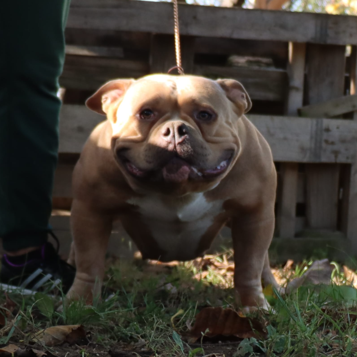 VS Bullyz Minnie - Image 3