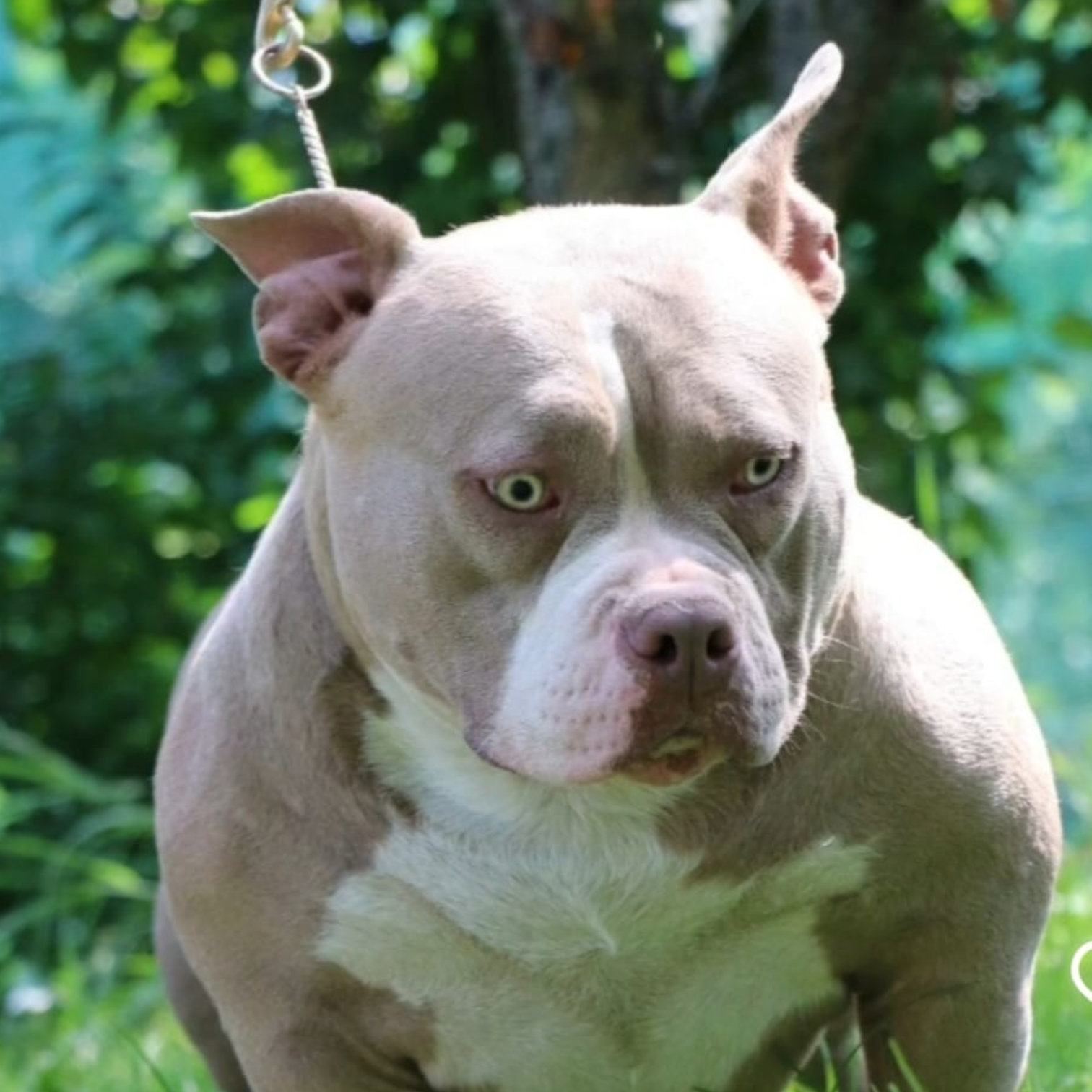 VS Bullyz Camy - Image 4