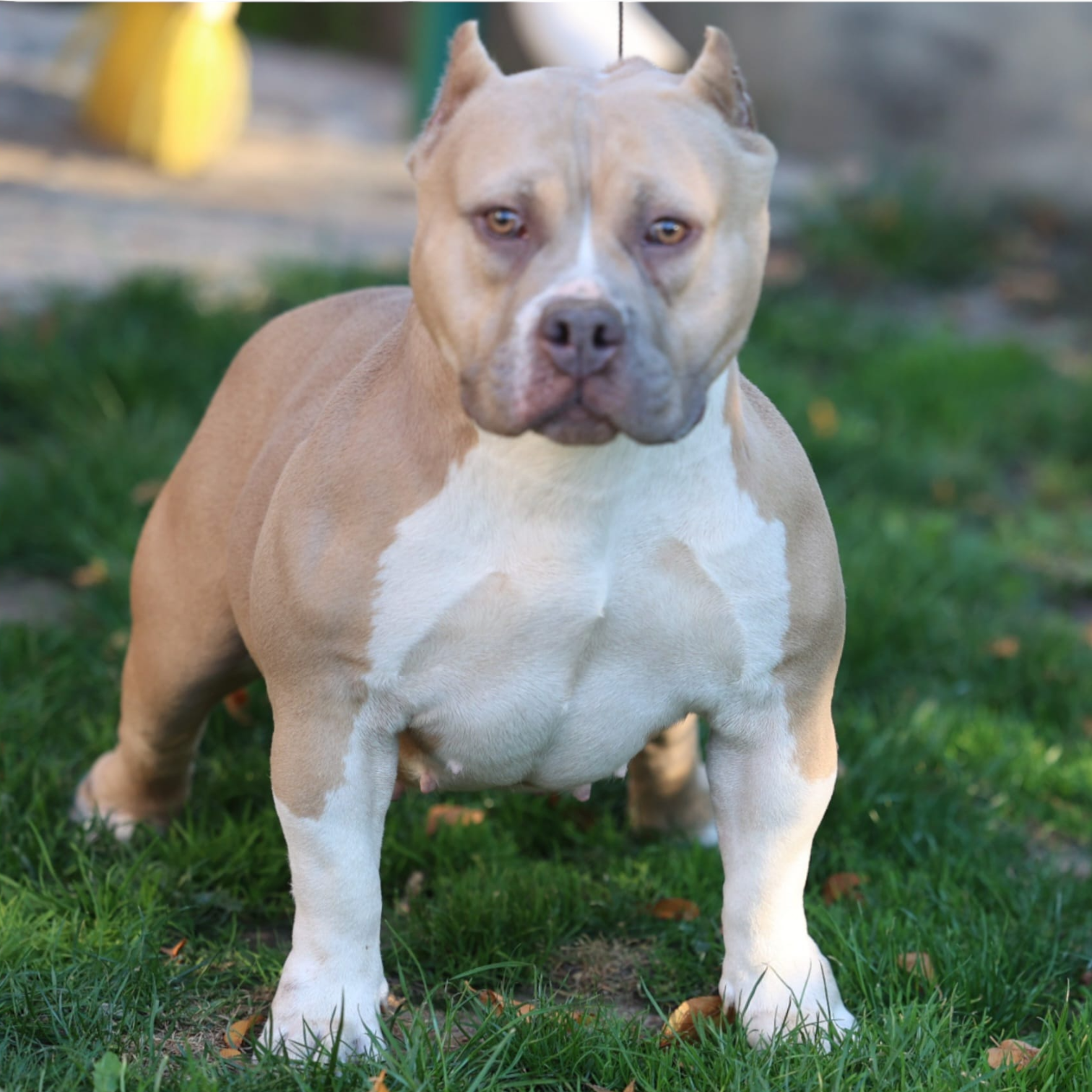 VS Bullyz Camy - Image 3