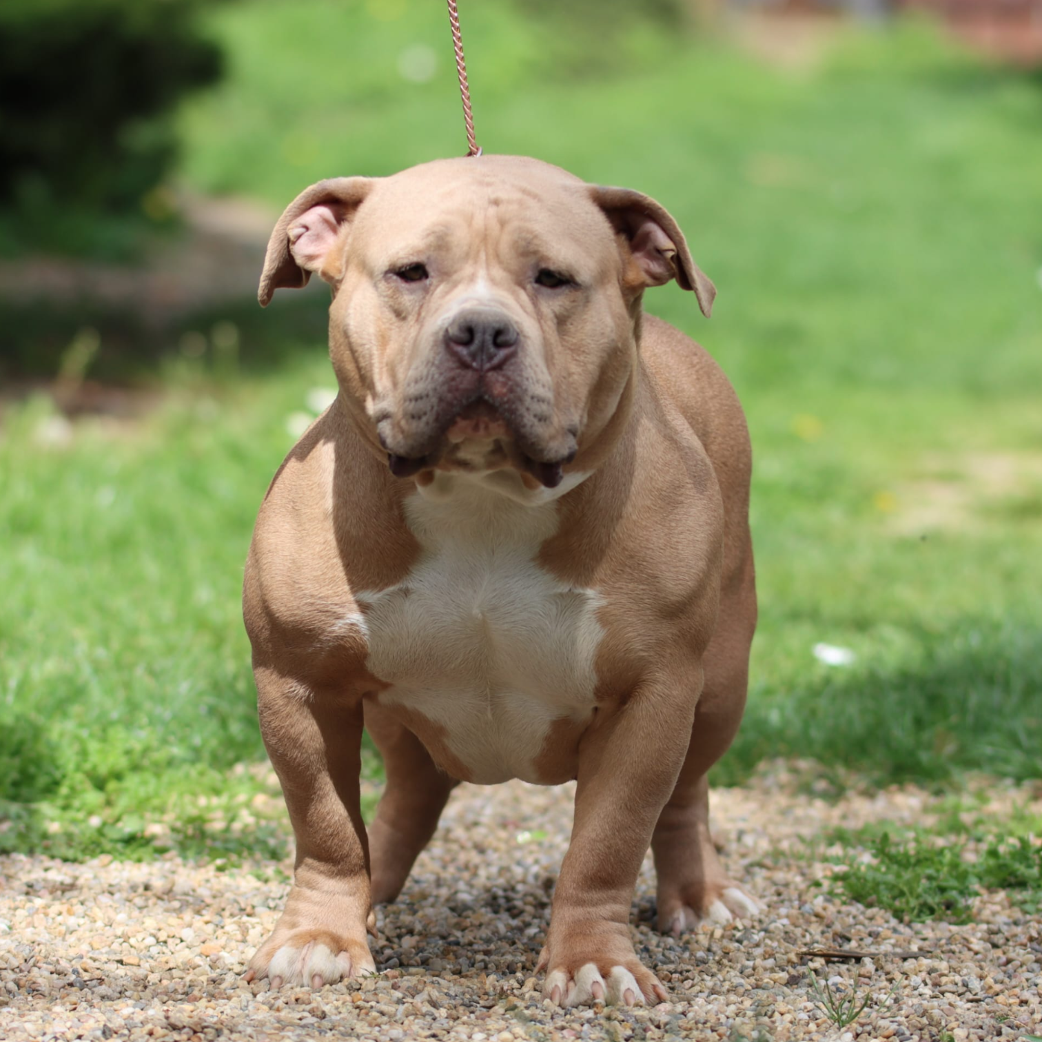 VS Bullyz Camy