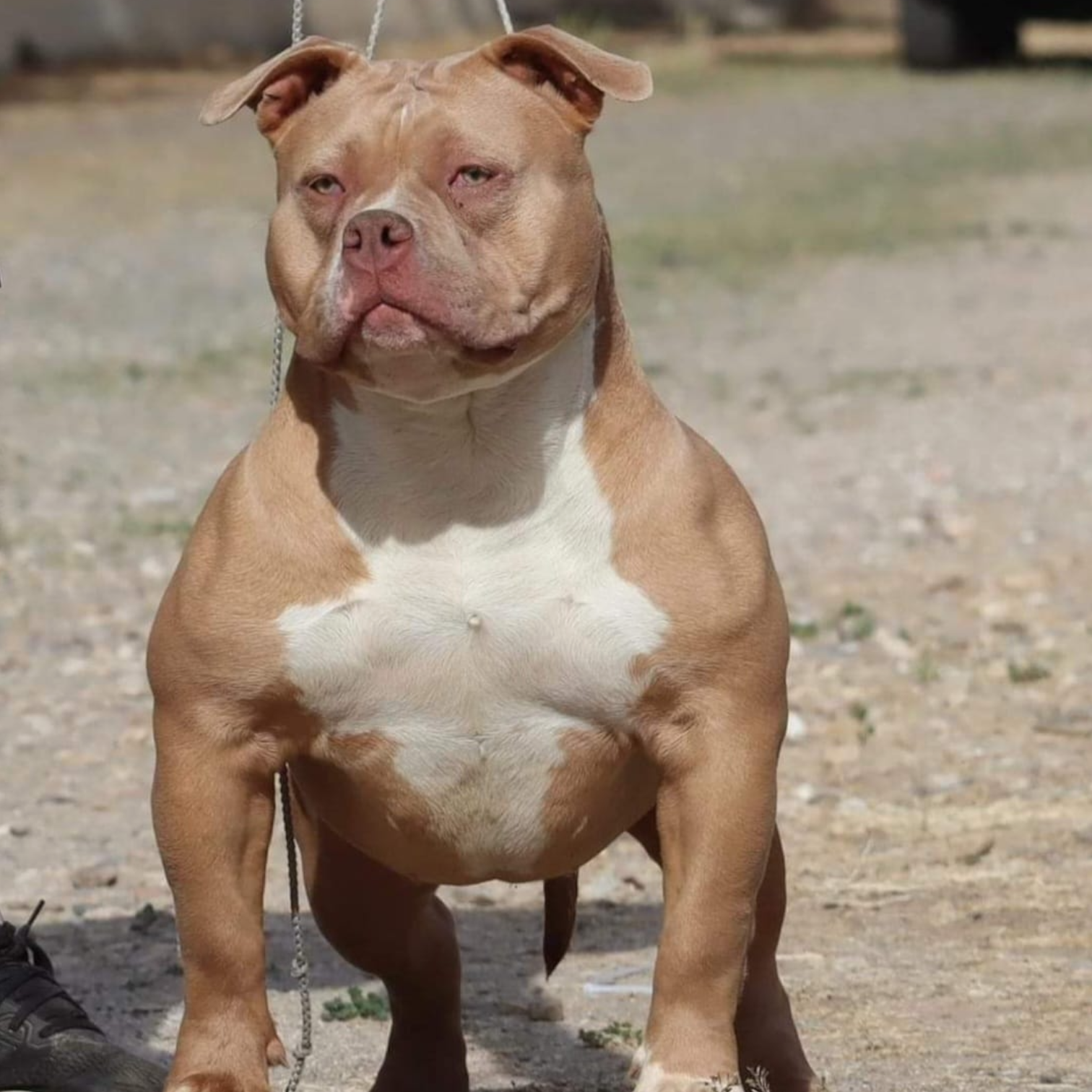 VS Bullyz Rosa