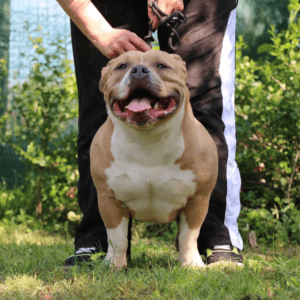 VS Bullyz Bibi