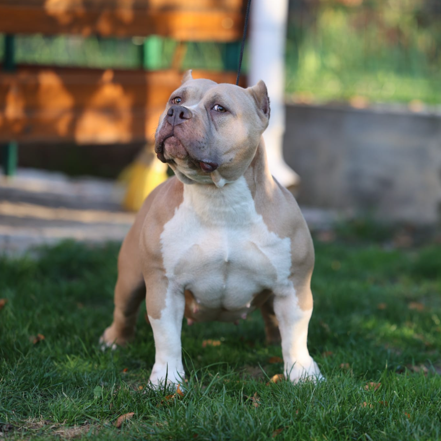 VS Bullyz Alegria