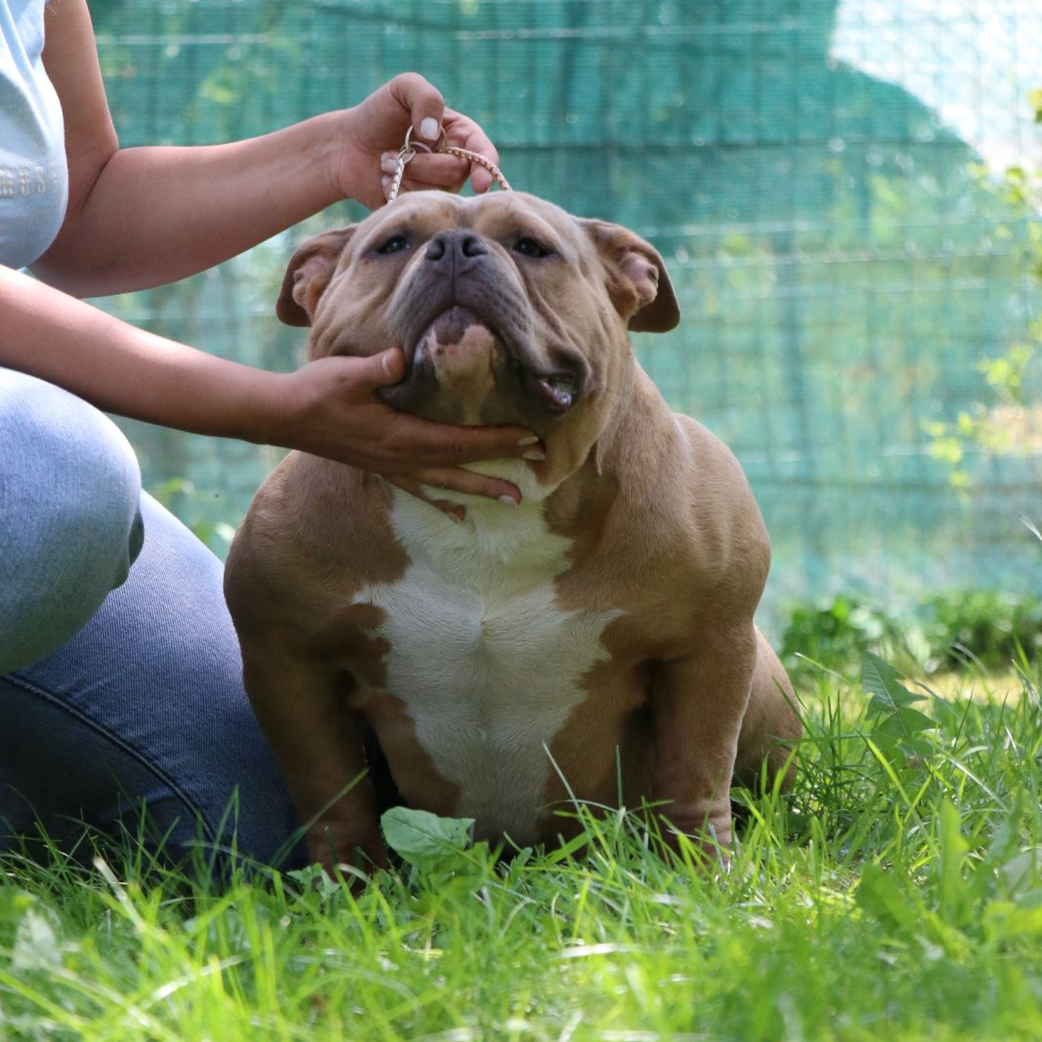 VS Bullyz Minnie