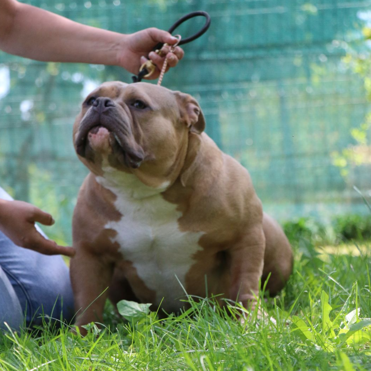 VS Bullyz Minnie - Image 2