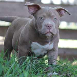 CBP Mephisto X HVK's Enola Male