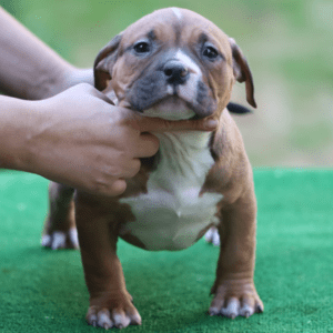 Muscletone's Heinz X VS Bullyz Minnie Female