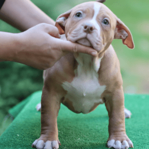 Muscletone's Heinz X VS Bullyz Minnie Female
