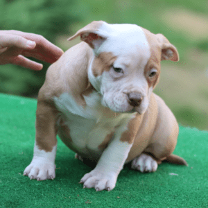 Muscletone's Heinz X VS Bullyz Minnie Female