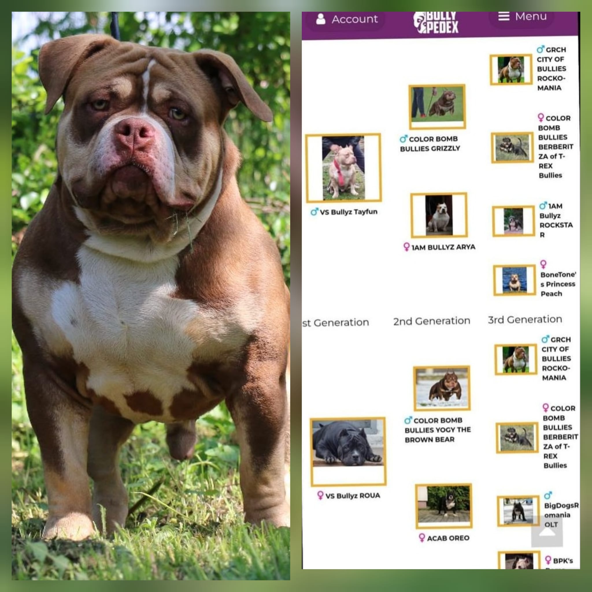 VS Bullyz Twix - Image 5