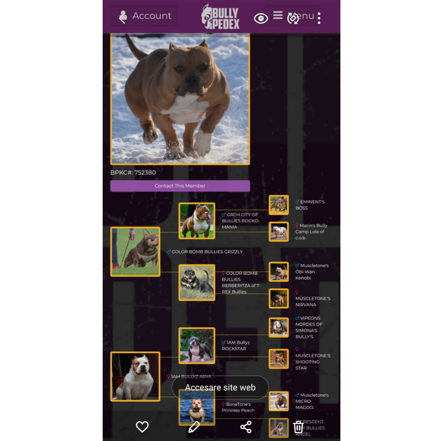 VS Bullyz Ursulina - Image 2
