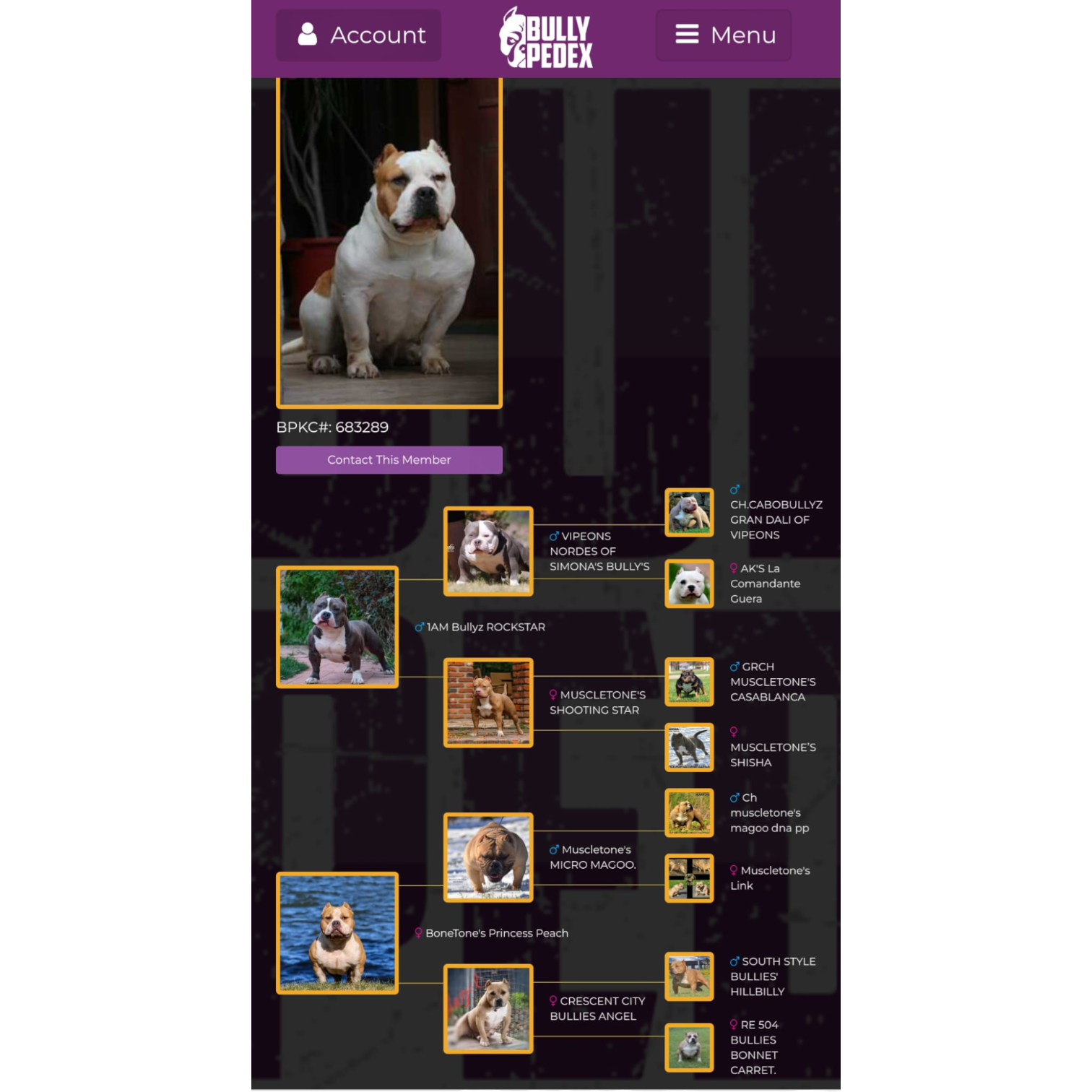 VS Bullyz Arya - Image 2