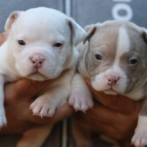 CBP Mephisto X VS Bullyz Mo Females