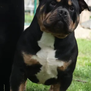 American Bully VS Bullyz Negru Voda