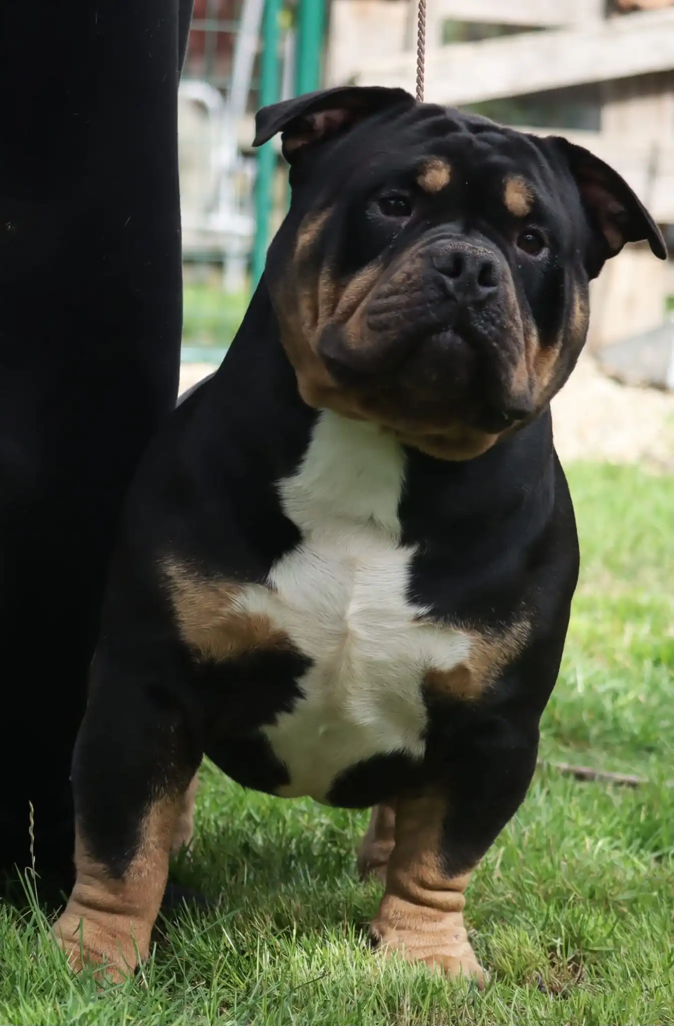 American Bully VS Bullyz Negru Voda